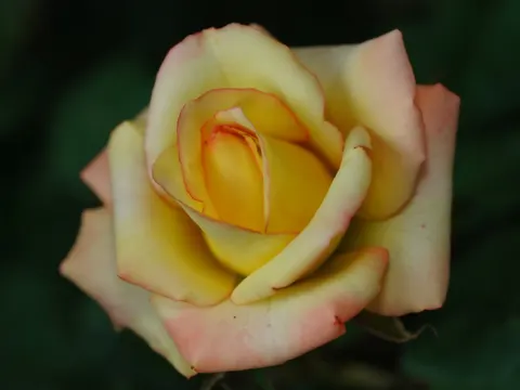 Fond d'écran Rose 4K · flowers · 3840×2880