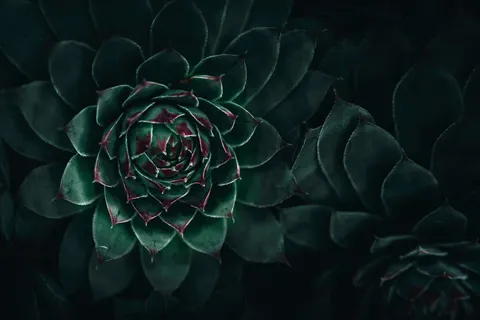다육식물 4K 배경화면 · flowers · 3840×2560
