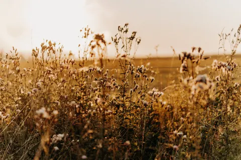 Wallpaper Ladang Pedesaan 4K · nature · 3840×2560