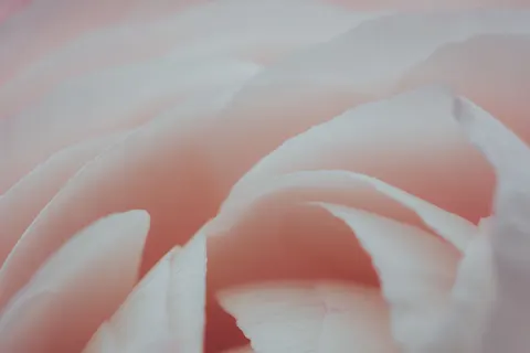 玫瑰 4K壁纸 · flowers · 3840×2560