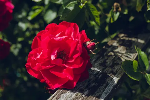 Rose 4K Wallpaper · flowers · 3840×2560