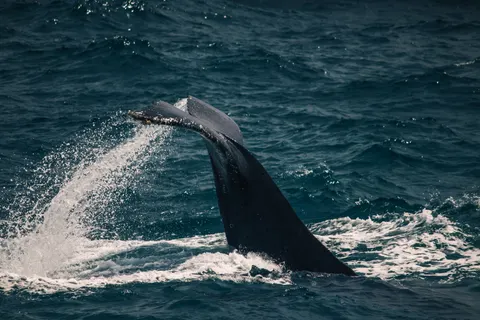 والپیپر نهنگ با کیفیت 4K · ocean · 3840×2560