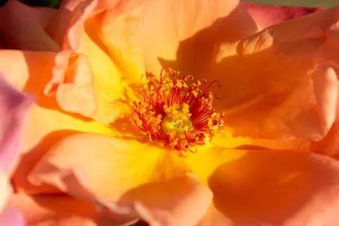 Fond d'écran Rose 4K · flowers · 3840×2560