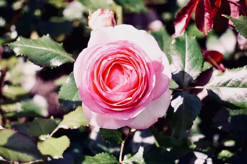 Rose 4K Hintergrundbild · flowers · 3840×2560