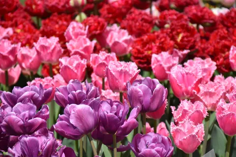 Fond d'écran Champ de tulipes 4K · flowers · 3840×2560