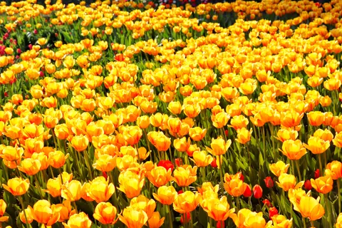 郁金香田 4K壁纸 · flowers · 3840×2560