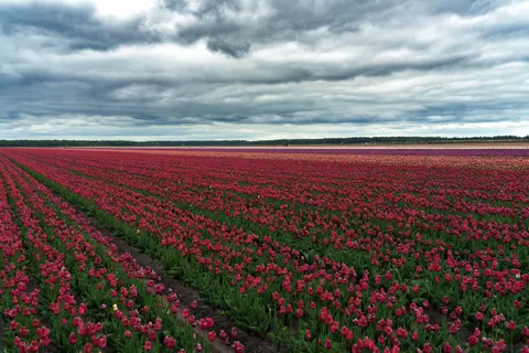Fond d'écran Champ de tulipes 4K · flowers · 3840×2560