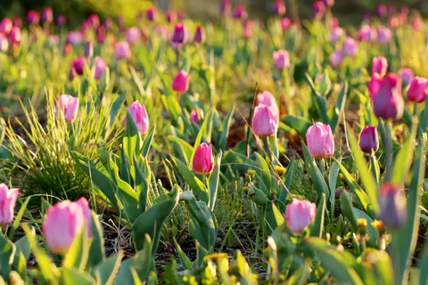 خلفية حقل التوليب بدقة 4K · flowers · 3840×2560