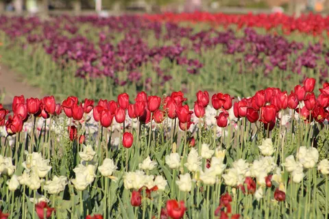 خلفية حقل التوليب بدقة 4K · flowers · 3840×2560