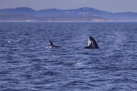 व्हेल 4K वॉलपेपर · ocean · 3840×2560