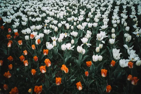 Fond d'écran Champ de tulipes 4K · flowers · 3840×2560