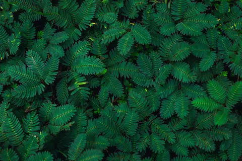 Fern Leaf 4K Wallpaper · flowers · 3840×2560