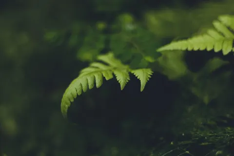 고사리 잎 4K 배경화면 · flowers · 3840×2560