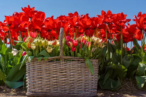 Tulip Field 4K Wallpaper · flowers · 3840×2561