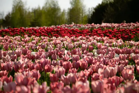 Tulpenfeld 4K Hintergrundbild · flowers · 3840×2560