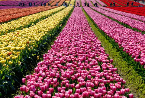 Fond d'écran Champ de tulipes 4K · flowers · 3840×2603
