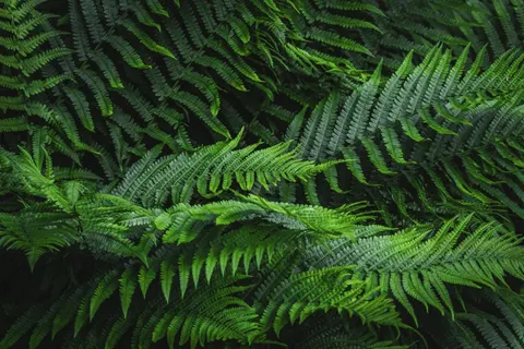 Fern Leaf 4K Wallpaper · flowers · 3840×2560