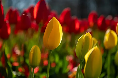 Tulpenfeld 4K Hintergrundbild · flowers · 3840×2555