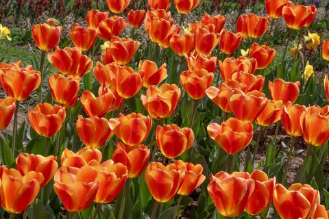 Fond d'écran Champ de tulipes 4K · flowers · 3840×2561