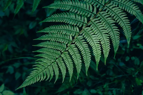 Fern Leaf 4K Wallpaper · flowers · 3840×2560