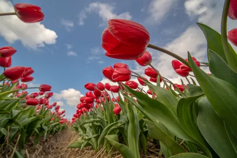 Обои Тюльпановое поле 4K · flowers · 3840×2560