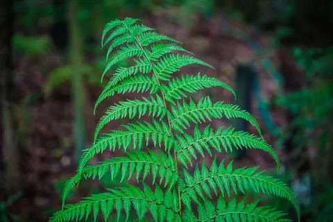 Fern Leaf 4K Wallpaper · flowers · 3840×2560