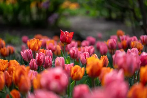 Papel de parede Campo de tulipas 4K · flowers · 3840×2555