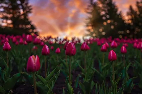Tulpenfeld 4K Hintergrundbild · flowers · 3840×2560