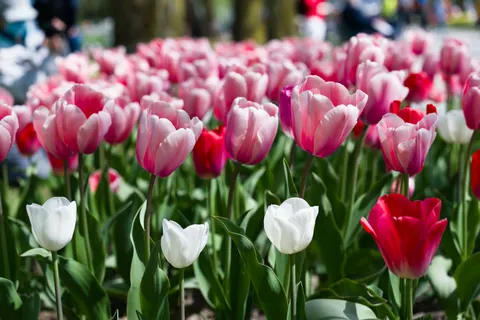 Fond d'écran Champ de tulipes 4K · flowers · 3840×2558