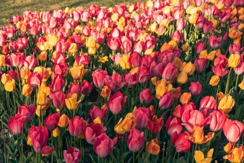 튤립 밭 4K 배경화면 · flowers · 3840×2560