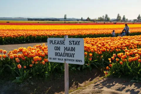 Tulip Field 4K Wallpaper · flowers · 3840×2560
