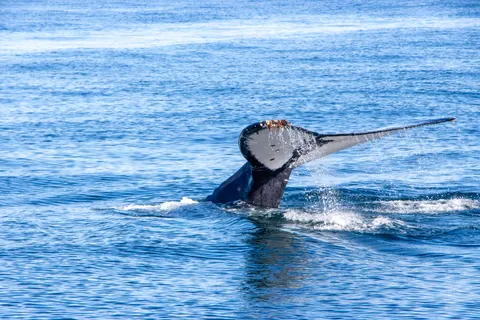 والپیپر نهنگ با کیفیت 4K · ocean · 3840×2560