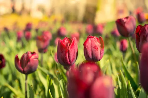 郁金香田 4K壁纸 · flowers · 3840×2561