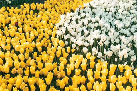 튤립 밭 4K 배경화면 · flowers · 3840×2560
