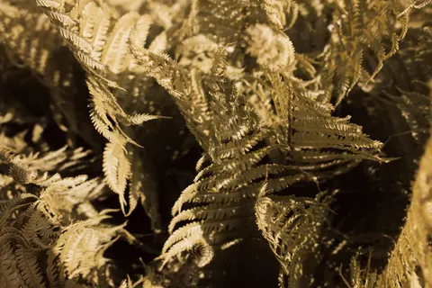 Sfondo Foglia di Felce 4K · flowers · 3840×2560