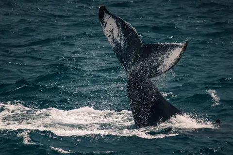 والپیپر نهنگ با کیفیت 4K · ocean · 3840×2560