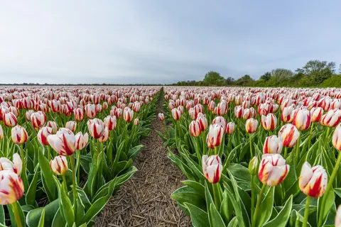 Tulip Field 4K Wallpaper · flowers · 3840×2560