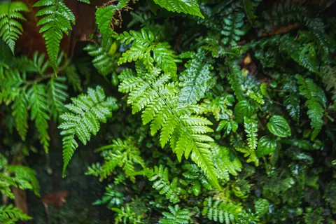 Fern Leaf 4K Wallpaper · flowers · 3840×2560