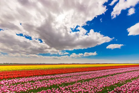 خلفية حقل التوليب بدقة 4K · flowers · 3840×2560