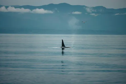 고래 4K 배경화면 · ocean · 3840×2561
