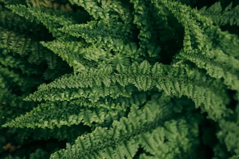 Fern Leaf 4K Wallpaper · flowers · 3840×2560