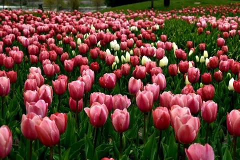 Fond d'écran Champ de tulipes 4K · flowers · 3840×2560