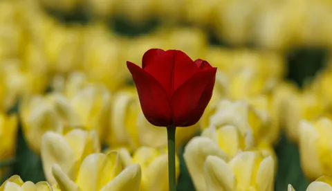 Fond d'écran Champ de tulipes 4K · flowers · 3840×2205
