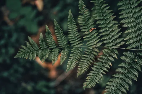 Fern Leaf 4K Wallpaper · flowers · 3840×2555