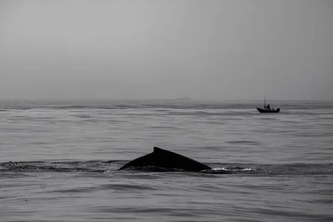 والپیپر نهنگ با کیفیت 4K · ocean · 3840×2560