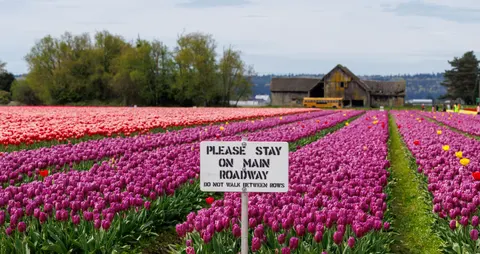 Tulip Field 4K Wallpaper · flowers · 3840×2031