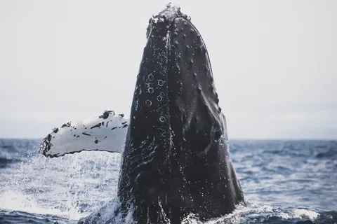 Whale 4K Wallpaper · ocean · 3840×2559