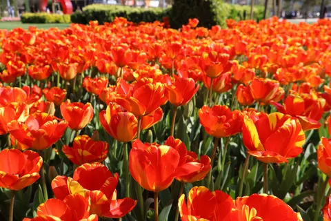 Tulip Field 4K Wallpaper · flowers · 3840×2560