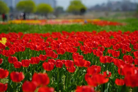 Fond d'écran Champ de tulipes 4K · flowers · 3840×2561