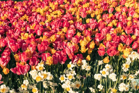 Tulip Field 4K Wallpaper · flowers · 3840×2560